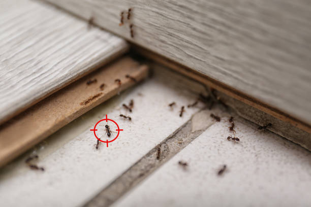 Best Commercial Pest Control Services  in Rib Mountain, WI