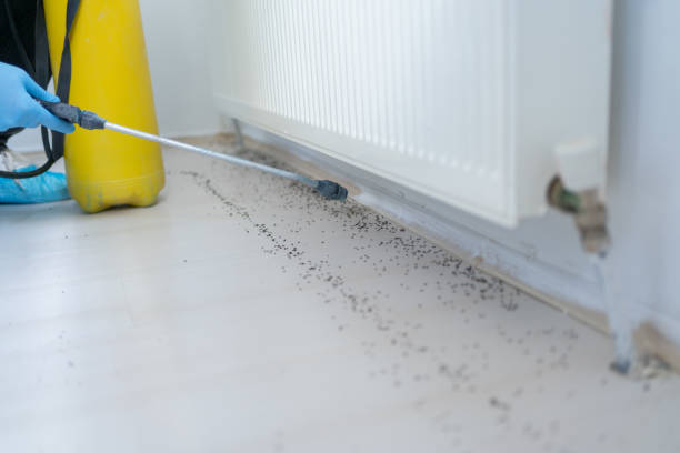 Best Flea Control Services  in Rib Mountain, WI